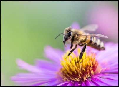 Picture of the word Abeja