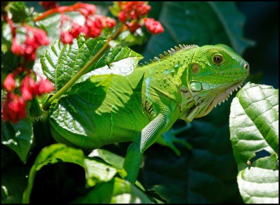 Picture of the word Iguana